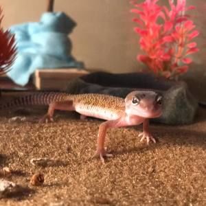 Meet your Posher, Dallas shane